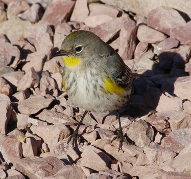 Yellow-rumped Warbler Audubon's race 1_9_2012